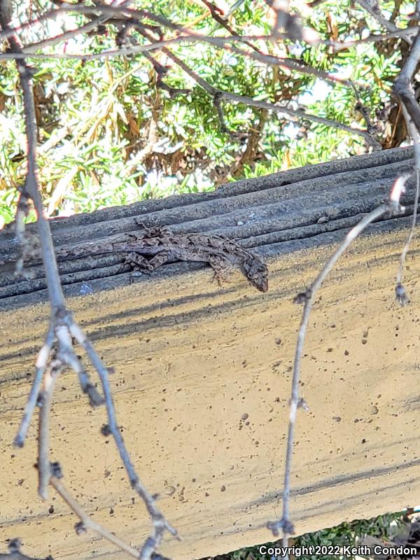 Cuban Brown Anole (Anolis sagrei sagrei)