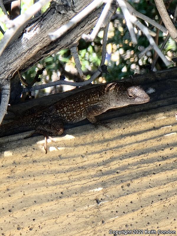 Cuban Brown Anole (Anolis sagrei sagrei)