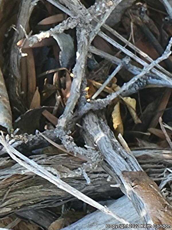 Cuban Brown Anole (Anolis sagrei sagrei)