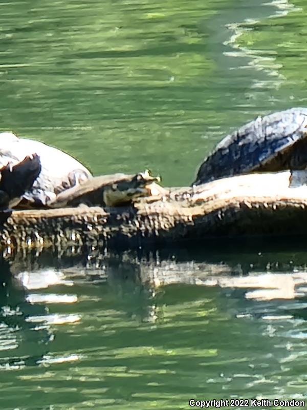 Spiny Softshell (Apalone spinifera)