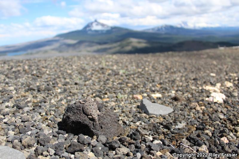 Pygmy Short-horned Lizard (Phrynosoma douglasii)