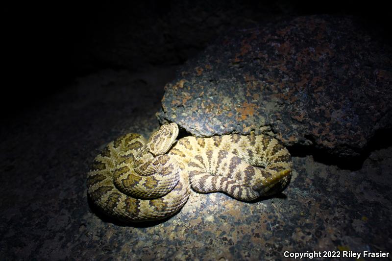 Great Basin Rattlesnake (Crotalus oreganus lutosus)