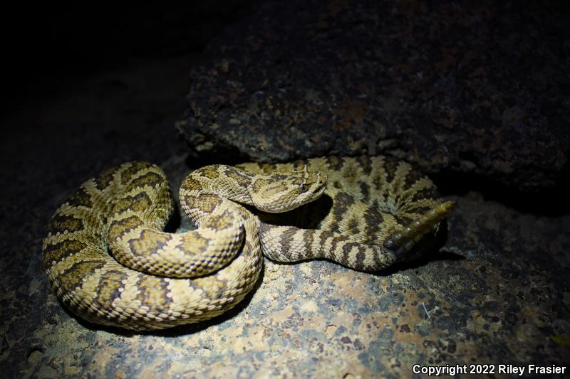 Great Basin Rattlesnake (Crotalus oreganus lutosus)