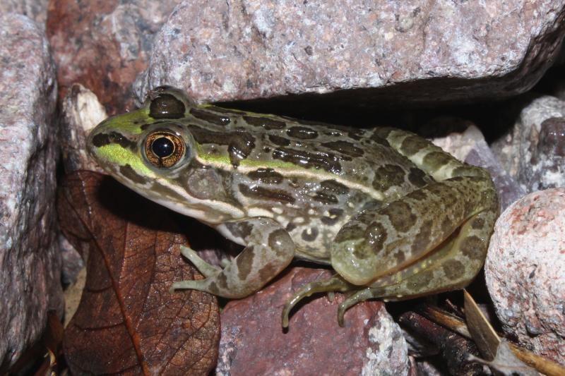 Lowland Leopard Frog (Lithobates yavapaiensis)