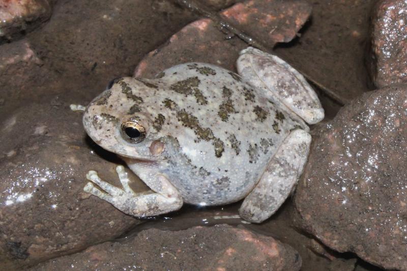 Canyon Treefrog (Hyla arenicolor)