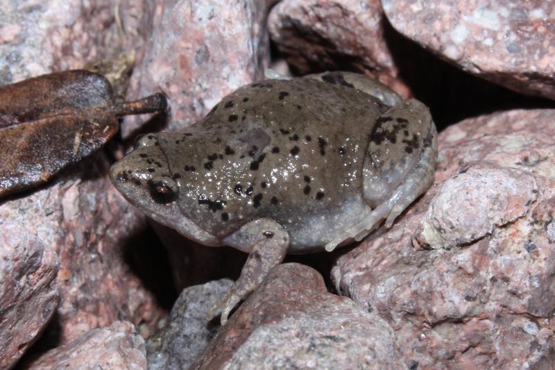 Mazatlan Narrow-mouthed Toad (Gastrophryne olivacea mazatlanensis)