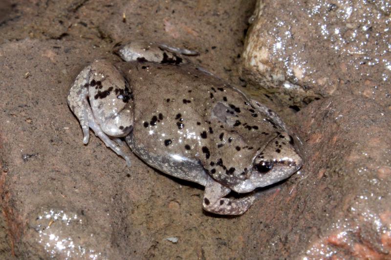 Mazatlan Narrow-mouthed Toad (Gastrophryne olivacea mazatlanensis)