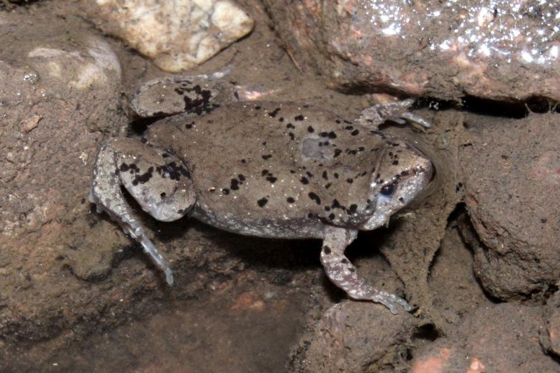 Mazatlan Narrow-mouthed Toad (Gastrophryne olivacea mazatlanensis)