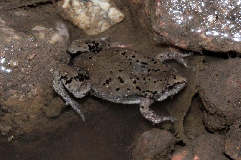 Mazatlan Narrow-mouthed Toad (Gastrophryne olivacea mazatlanensis)