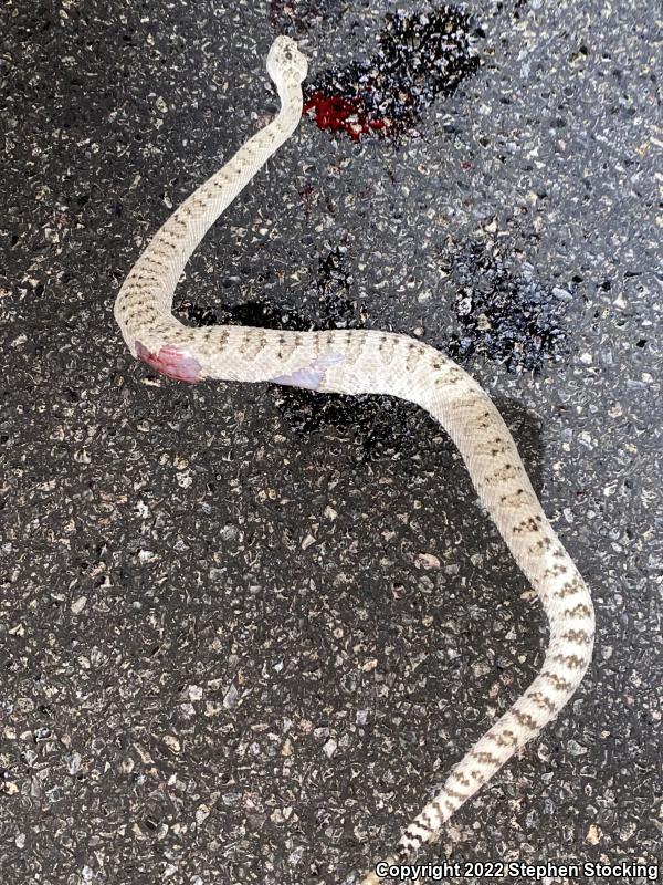 Great Basin Rattlesnake (Crotalus oreganus lutosus)