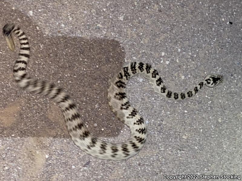 Great Basin Rattlesnake (Crotalus oreganus lutosus)