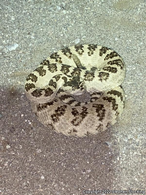 Great Basin Rattlesnake (Crotalus oreganus lutosus)