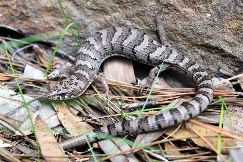 Arizona Alligator Lizard (Elgaria kingii nobilis)