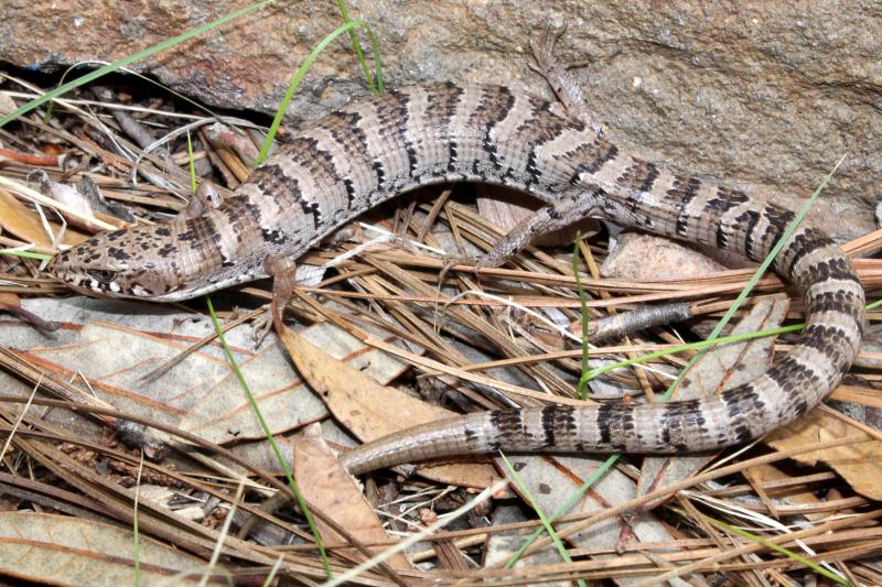 Arizona Alligator Lizard (Elgaria kingii nobilis)