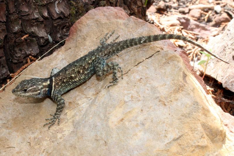 Yarrow's Lizard (Sceloporus jarrovii)