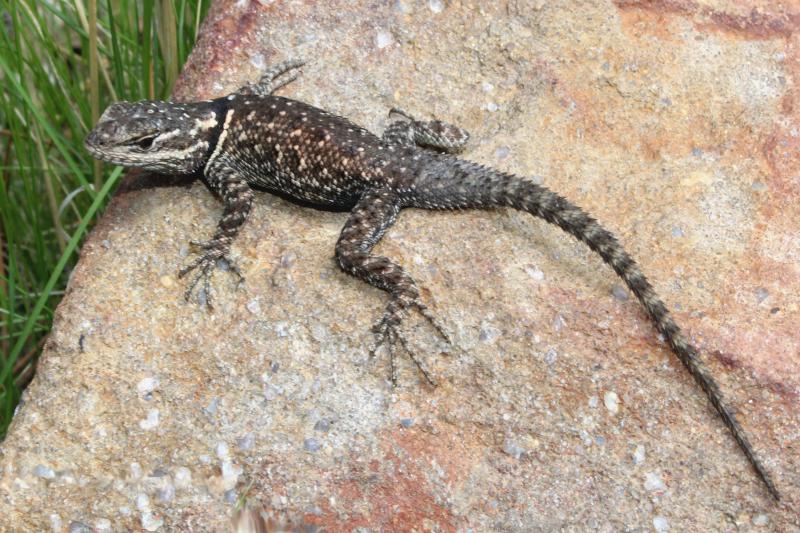 Yarrow's Lizard (Sceloporus jarrovii)