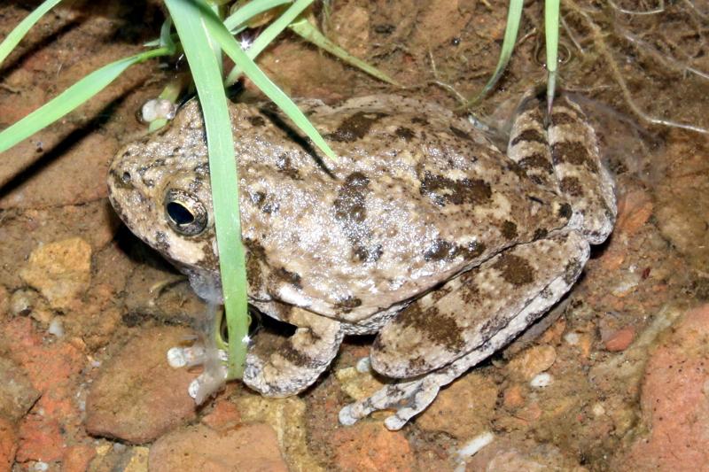 Canyon Treefrog (Hyla arenicolor)