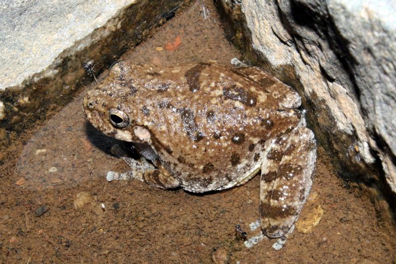 Canyon Treefrog (Hyla arenicolor)