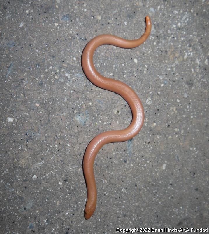 Northern Rubber Boa (Charina bottae)