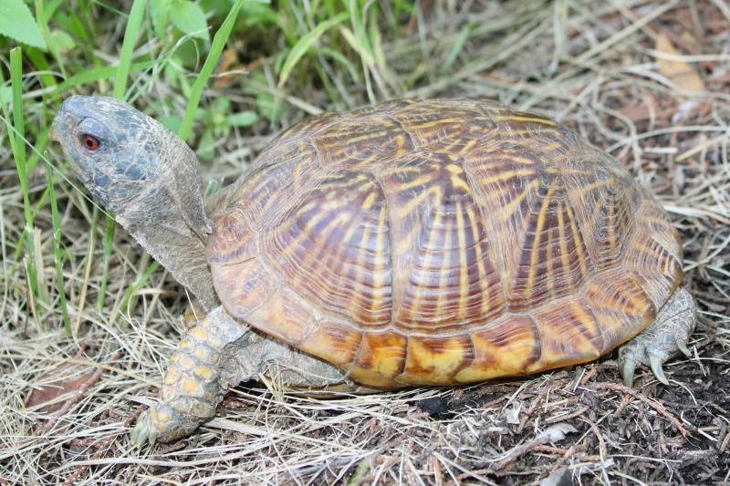 Desert Box Turtle (Terrapene ornata luteola)