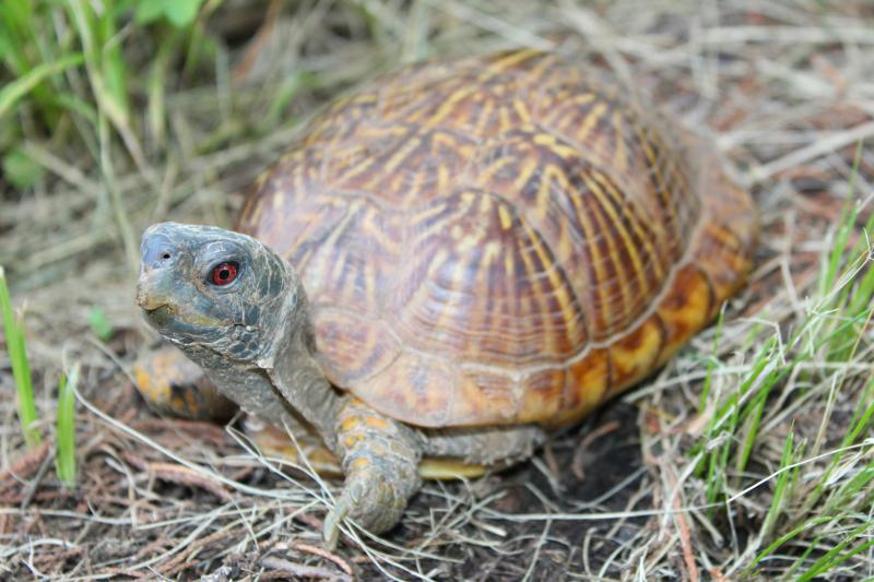 Desert Box Turtle (Terrapene ornata luteola)