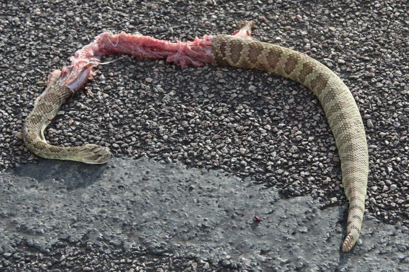 Mohave Rattlesnake (Crotalus scutulatus scutulatus)