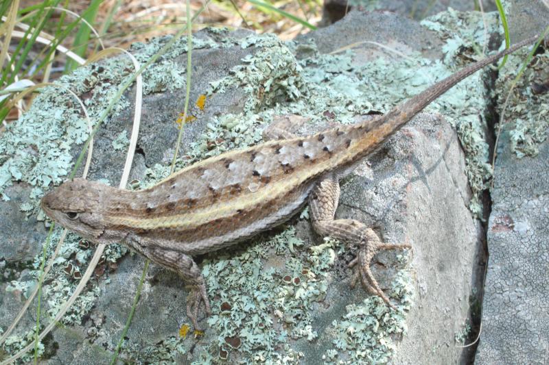 Striped Plateau Lizard (Sceloporus virgatus)