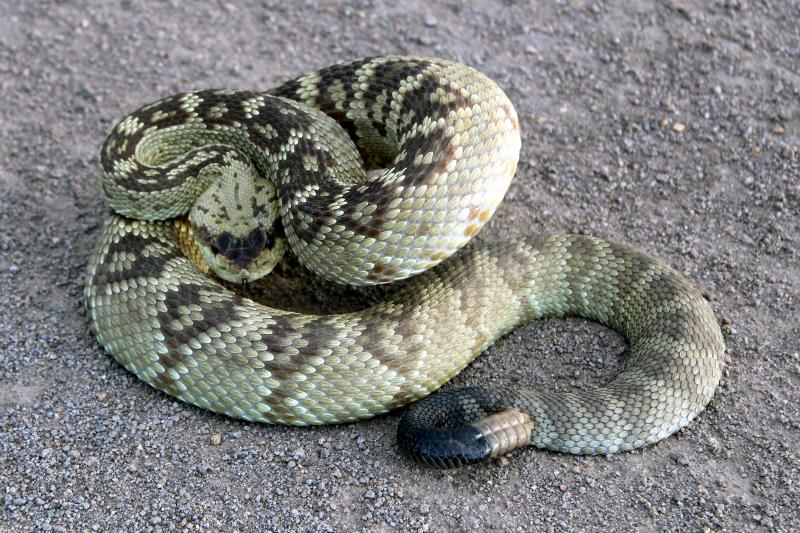 Northern Black-tailed Rattlesnake (Crotalus molossus molossus)