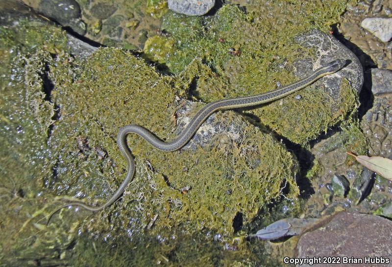 Oregon Gartersnake (Thamnophis atratus hydrophilus)