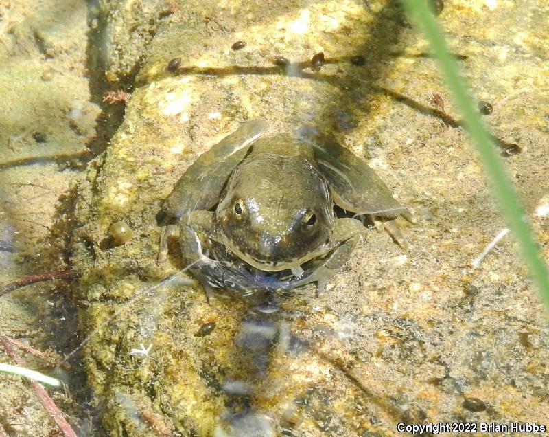 Foothill Yellow-legged Frog (Rana boylii)