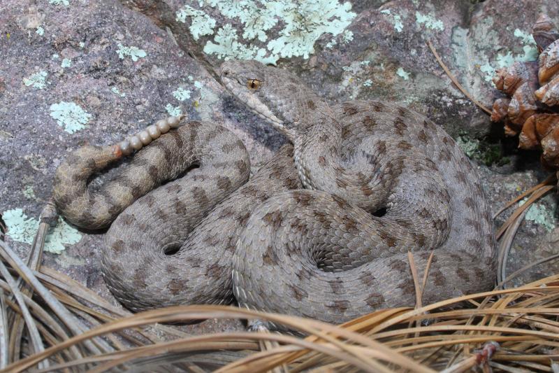 Western Twin-spotted Rattlesnake (Crotalus pricei pricei)