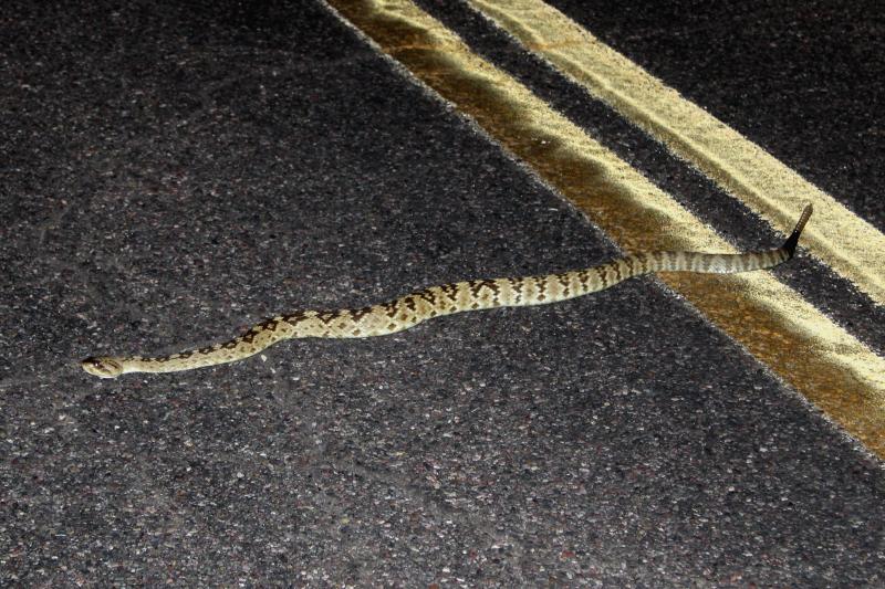 Northern Black-tailed Rattlesnake (Crotalus molossus molossus)