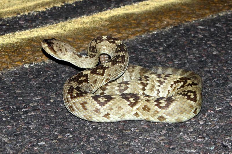 Northern Black-tailed Rattlesnake (Crotalus molossus molossus)