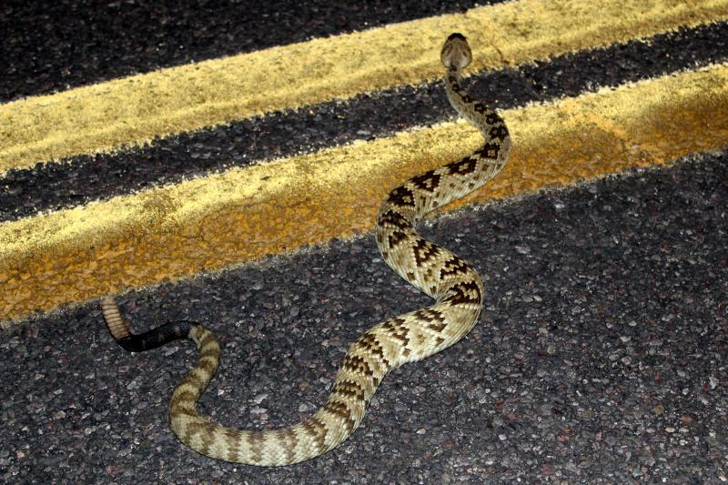 Northern Black-tailed Rattlesnake (Crotalus molossus molossus)