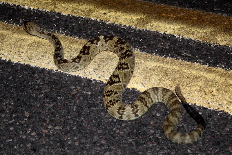 Northern Black-tailed Rattlesnake (Crotalus molossus molossus)