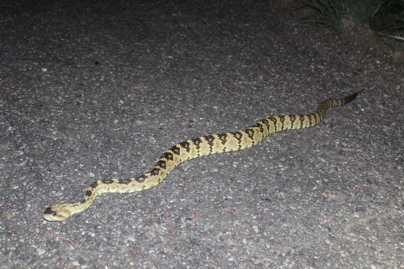 Northern Black-tailed Rattlesnake (Crotalus molossus molossus)