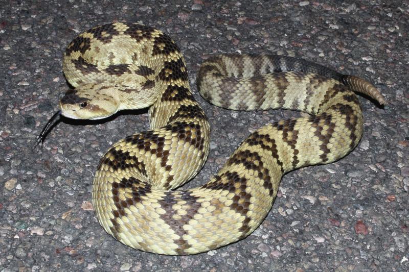 Northern Black-tailed Rattlesnake (Crotalus molossus molossus)