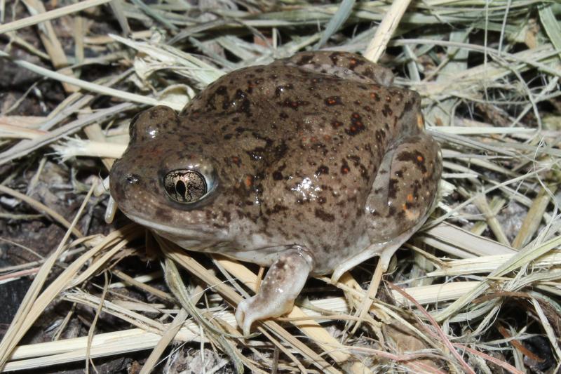 Chihuahuan Desert Spadefoot (Spea multiplicata stagnalis)