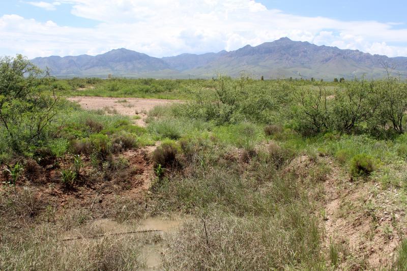 Chihuahuan Desert Spadefoot (Spea multiplicata stagnalis)