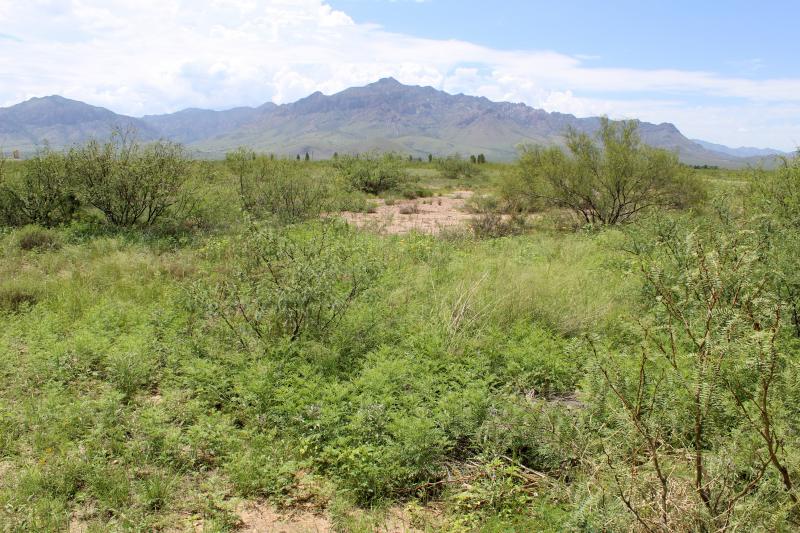 Chihuahuan Desert Spadefoot (Spea multiplicata stagnalis)