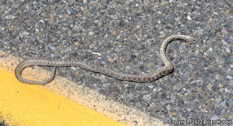 Pacific Gopher Snake (Pituophis catenifer catenifer)