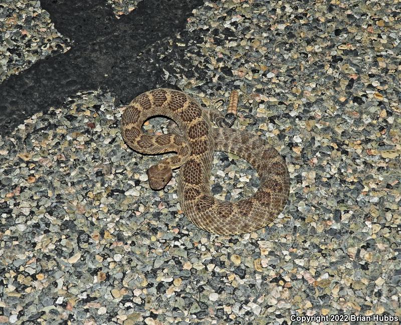 Arizona Black Rattlesnake (Crotalus cerberus)