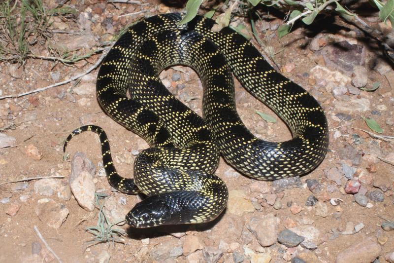 Desert Kingsnake (Lampropeltis getula splendida)