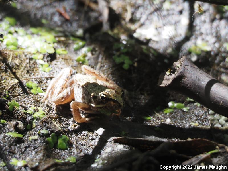 Northern Red-legged Frog (Rana aurora)