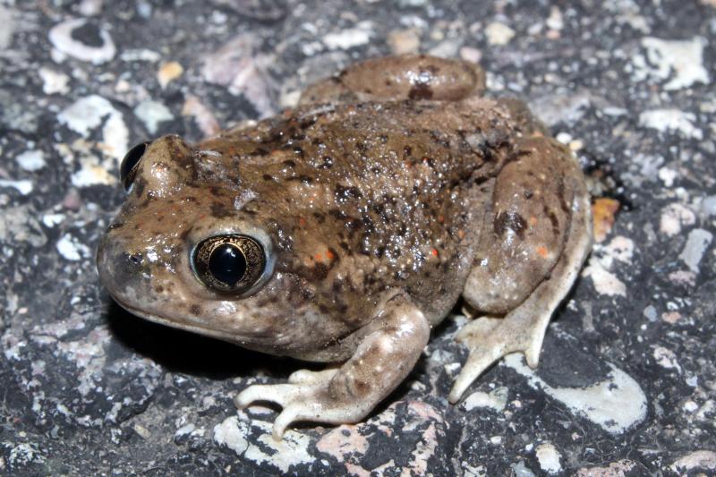 Chihuahuan Desert Spadefoot (Spea multiplicata stagnalis)