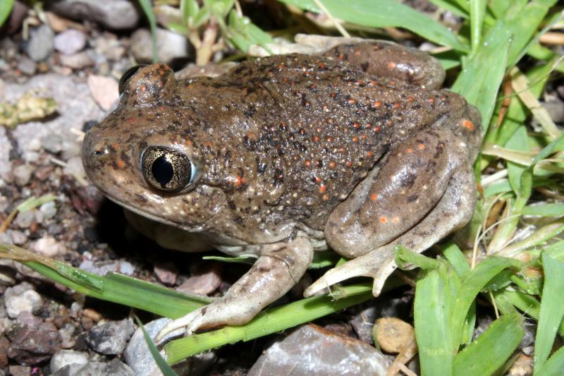 Chihuahuan Desert Spadefoot (Spea multiplicata stagnalis)