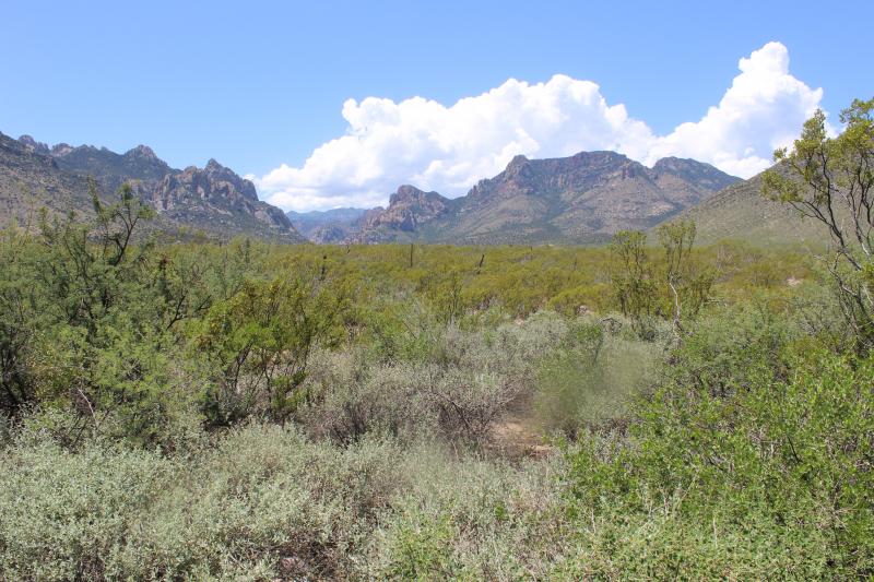 Chihuahuan Desert Spadefoot (Spea multiplicata stagnalis)