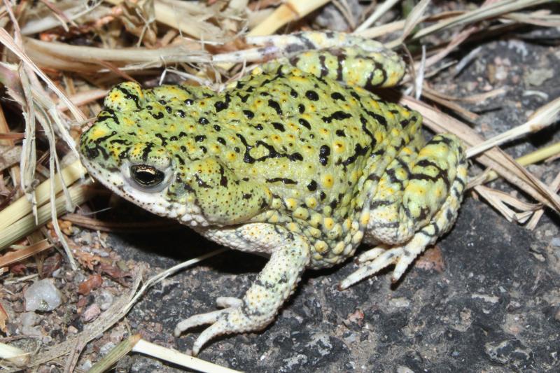 Western Green Toad (Anaxyrus debilis insidior)