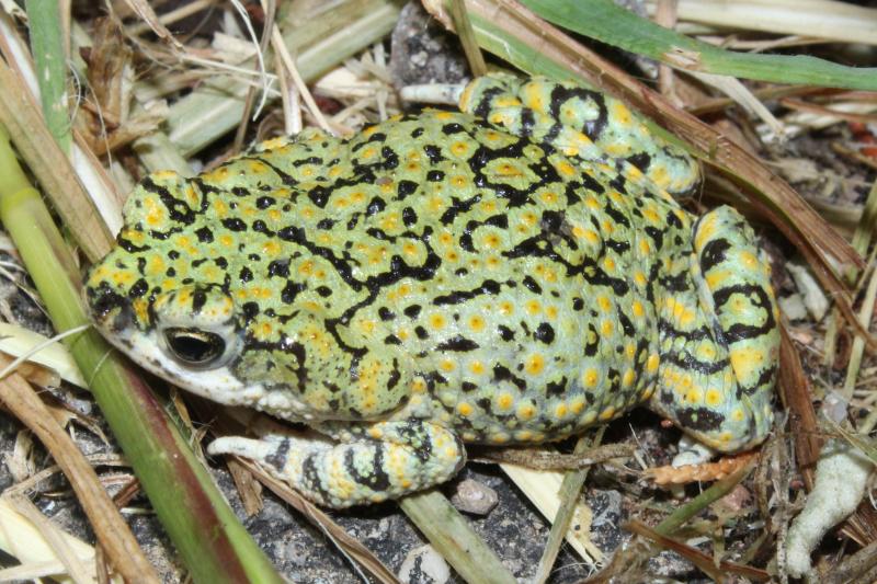 Western Green Toad (Anaxyrus debilis insidior)