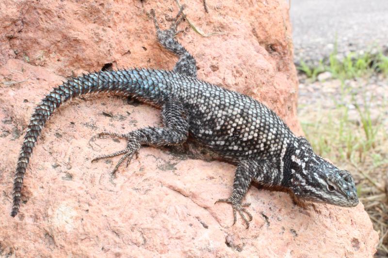 Yarrow's Lizard (Sceloporus jarrovii)